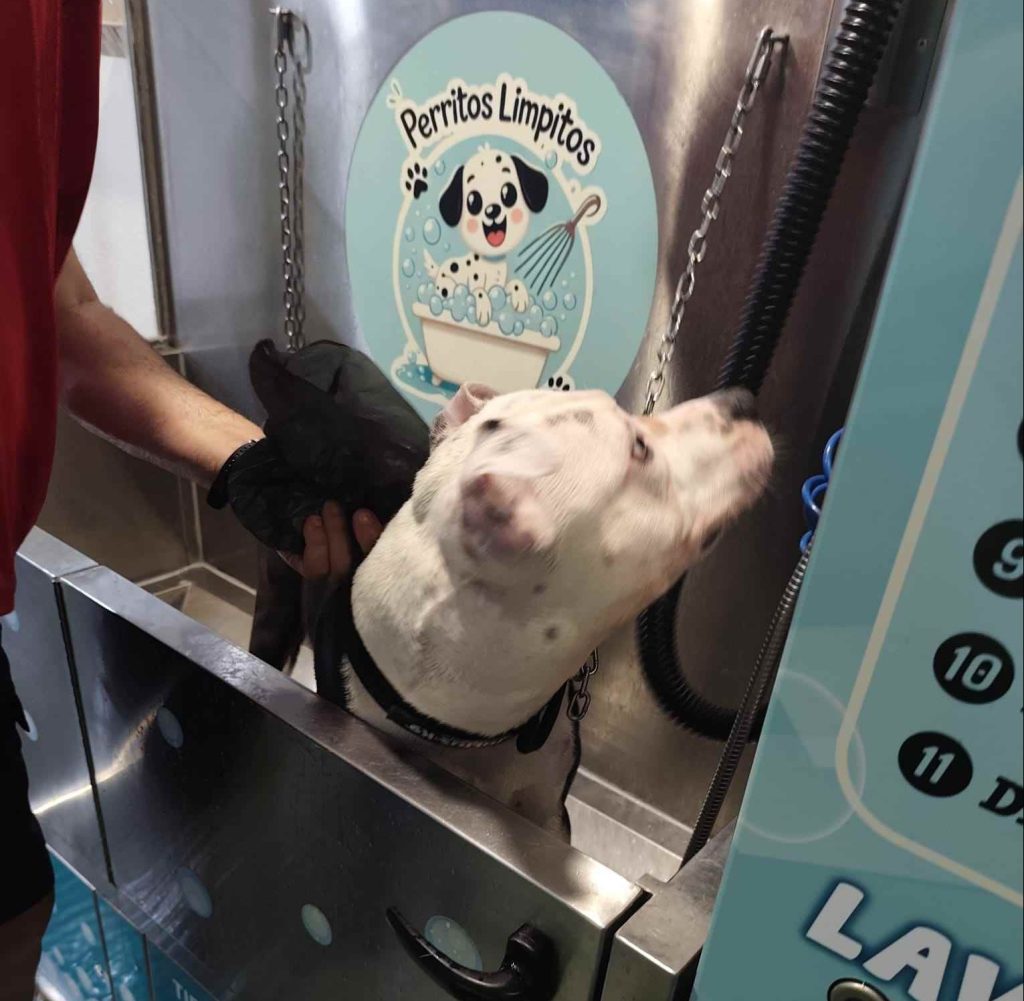 Perro bañándose en el autolavado de mascotas Perritos Limpitos en Ciudad Real.