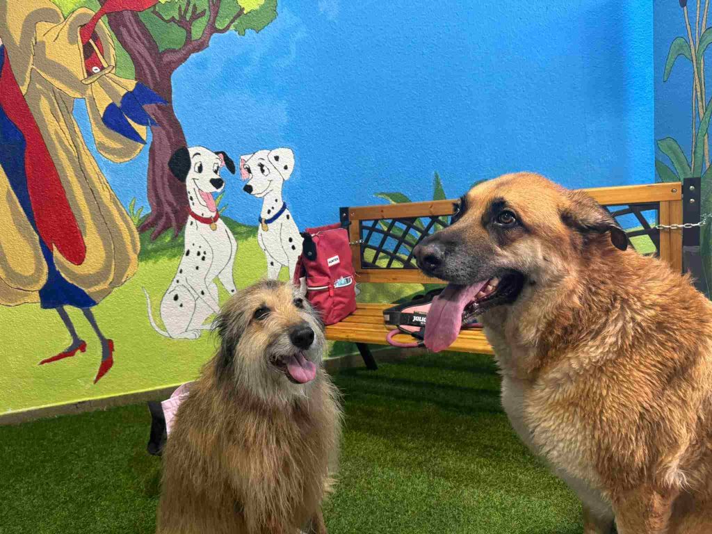 Perros posando en el fotocall de Cruella de Vil y los dálmatas en Perritos Limpitos, autolavado de mascotas en Ciudad Real, después de su baño.