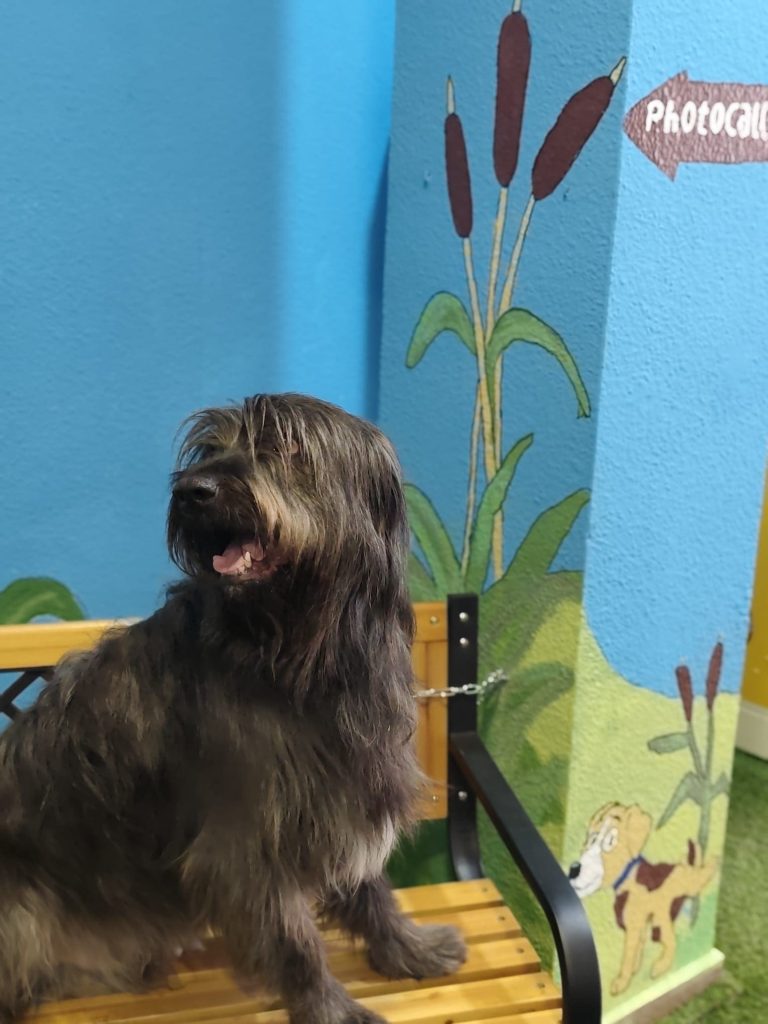 Perro limpio posando en el photocall de Perritos Limpitos en Ciudad Real.