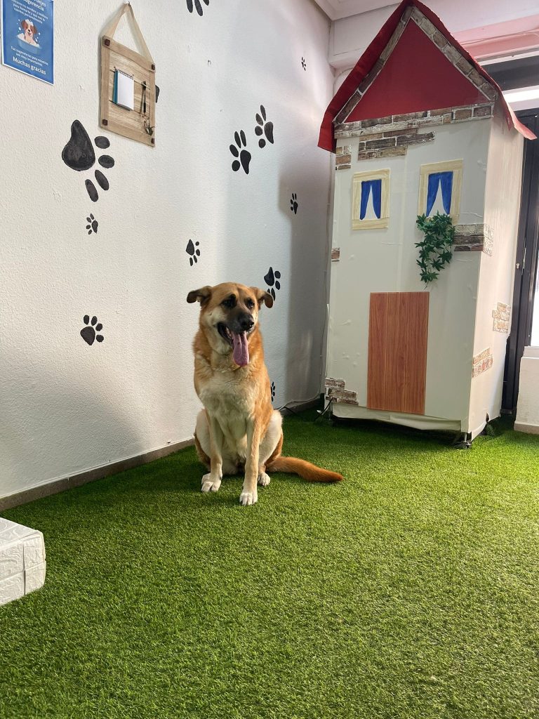 En el Photocall para tu mascota en Perritos Limpitos un perrito limpio posa feliz