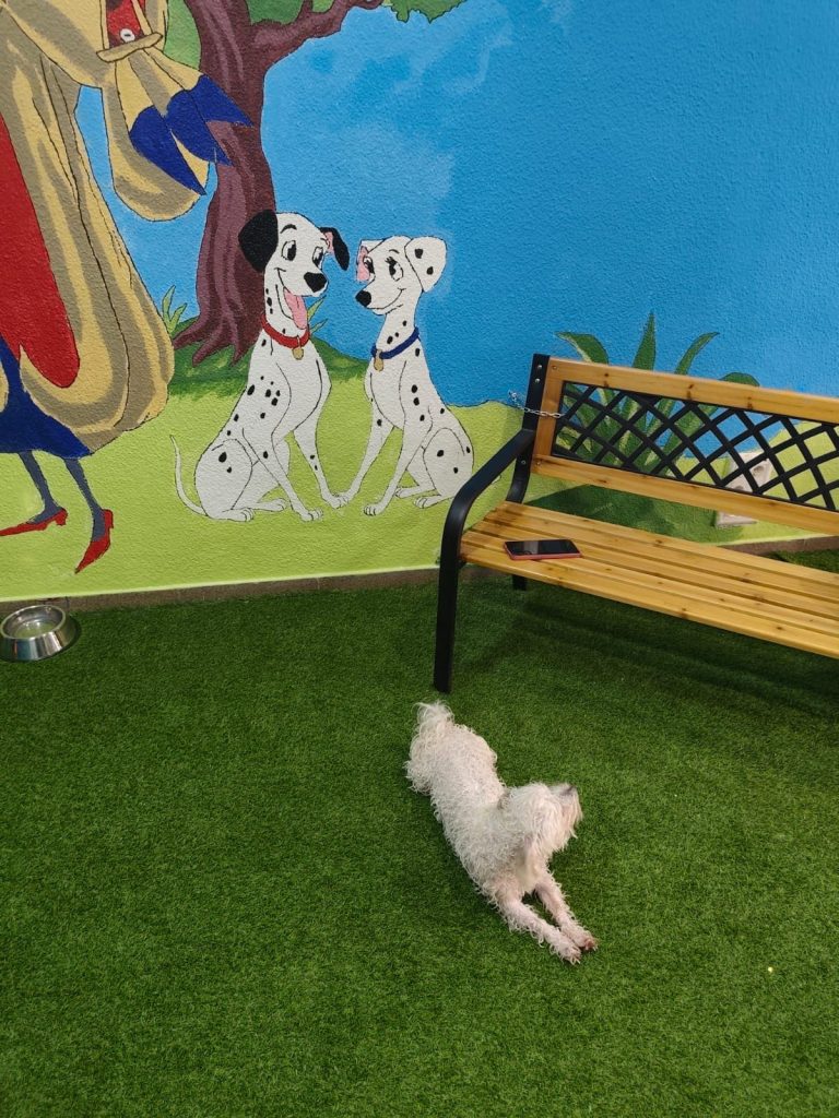 En el Photocall para tu mascota en Perritos Limpitos vemos un perro limpio y tranquilo