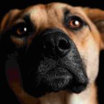 Perro con la mirada fija y ojos atentos, como si intuyera algo en su entorno