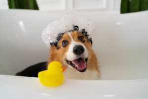 Perrito siendo bañado con agua y espuma.
