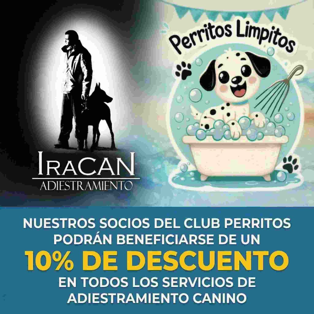 Adiestrador canino junto a un perro durante una sesión de entrenamiento, anunciando descuento exclusivo para socios de Perritos Limpitos.